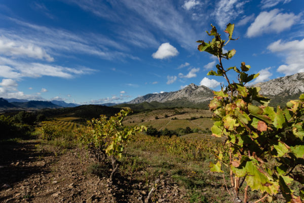 thunevin calvet gallerie vigoble photo 10 1 600x400