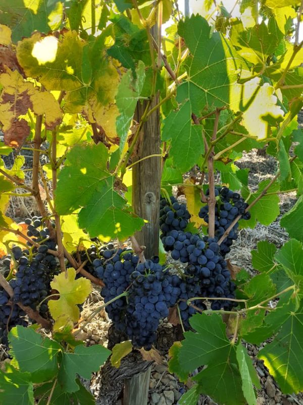 syrah vendanges 2019 600x800