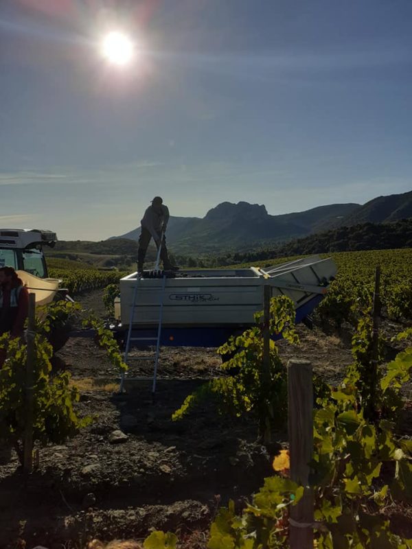 vendanges 2019 600x800